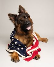 Kilo, a black and tan german shepherd wrapped in a US flag