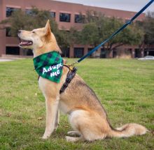 Layla | Austin German Shepherd Dog Rescue