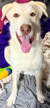 White and Tan German Shephard Siberian Husky Mix sitting