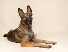 Rico, a black and tan German Shepherd/Belgian mix