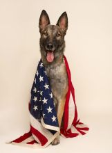 Rico, a black and tan German Shepherd/Belgian mix