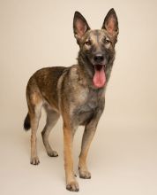 Rico, a black and tan German Shepherd/Belgian mix