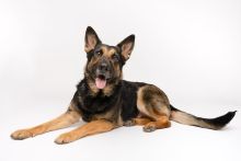 Peaches, a black and tan german shepherd