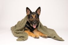 Peaches, a black and tan german shepherd snuggling