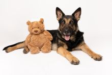 Peaches, a black and tan german shepherd