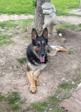 Quincy, a black and tan german shepherd