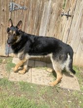 Quincy, a black and tan german shepherd