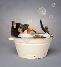 Ranger in the bubbles