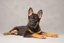 Ranger, an adorable black and tan german shepherd puppy