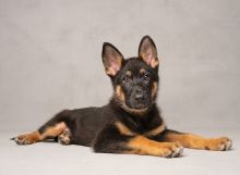 Ranger, an adorable black and tan german shepherd puppy