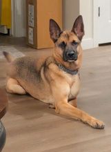 Ryder, a black and tan german shepherd