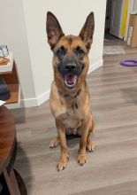 Ryder, a black and tan german shepherd
