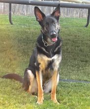 Sarge, a black and tan german shepherd