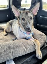 Sol, a black, tan and white, shepherd & malinois mix