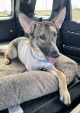 Sol, a black, tan and white, shepherd & malinois mix
