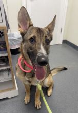 Sol, a black, tan and white, shepherd & malinois mix