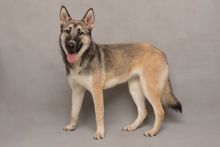 Stevie, a black/tan sable shepherd