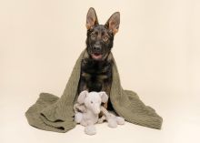 Trigger, a black and tan german shepherd