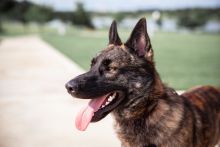 Woodie, a black/brown/white brindle German Shepherd mix