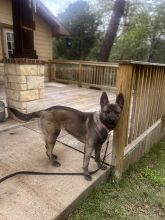 Brown and Black German Shepherd Mix standing outside by grass