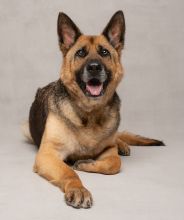 Ziva, a black and tan german shepherd