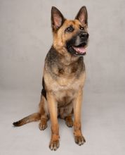 Ziva, a black and tan german shepherd