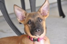 Bretagne, a tan and black german shepherd puppy