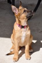 Bretagne, a tan and black german shepherd puppy