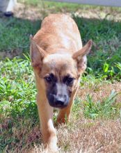 Bretagne, a tan and black german shepherd puppy