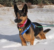 Dora, a black and tan shepherd in the snow