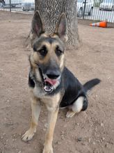 Duchess, a black and tan german shepherd