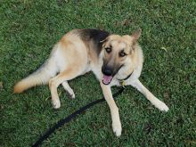 Dusty, a black and tan german shepherd with one floppy ear