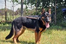 Fritz, a black and tan german shepherd