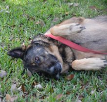 Gretchen, ready for a belly rub