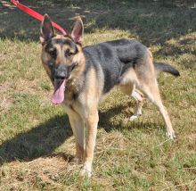 Gunther, a black and tan german shepherd, standing