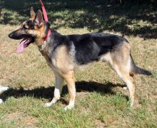 Gunther, a black and tan german shepherd, posing sideways