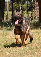 Jane, a black and red brindle german shepherd