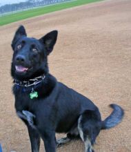 Kain, a black and white shepherd