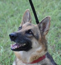 Kelsey, a black and tan shepherd