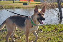 Mandy, a tan and black german shepherd 