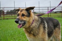 Nova, a black and tan german shepherd