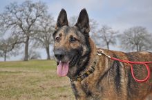 Quincy, a black and tan german shepherd