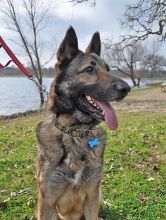 Quincy, a black and tan german shepherd