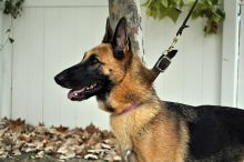 Rose, a black and tan german shepherd