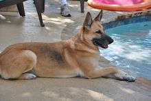 Roxie, a black and tan german shepherd