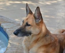 Roxie, a black and tan german shepherd