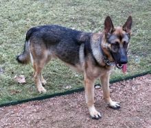 Black and tan shepherd