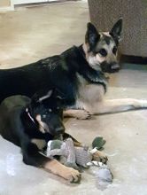 Steele, a black and tan german shepherd puppy and his buddy
