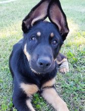 Steele, a black and tan german shepherd puppy