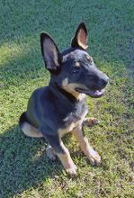 Steele, a black and tan german shepherd puppy